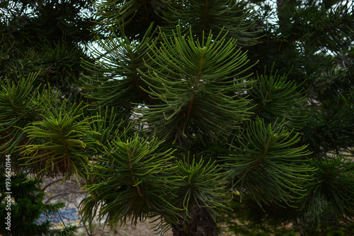 Araucaria with soft green needles. Evergreen plant.