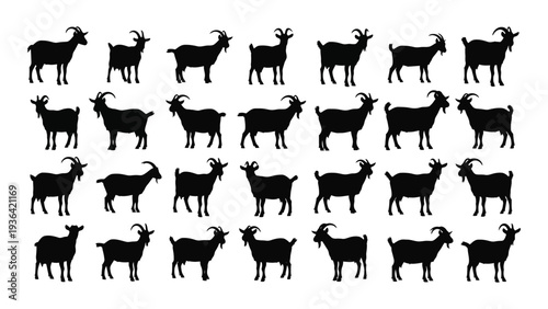 A group of goats standing in rows on a white background