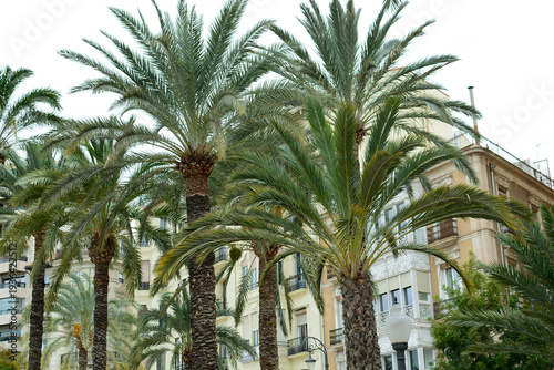 Palm trees. Tropical cityscape. Palm park.
