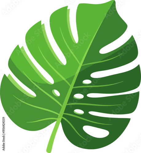 Monstera deliciosa foliage vector illustration