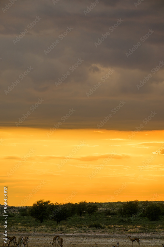 Obraz premium Springbok grazing in the dry Nossob river bed, Kgalagadi Transfrontier Park
