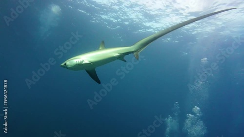 Wallpaper Mural Majestic Pelagic Thresher Shark Swimming Gracefully In Deep Blue Ocean Torontodigital.ca