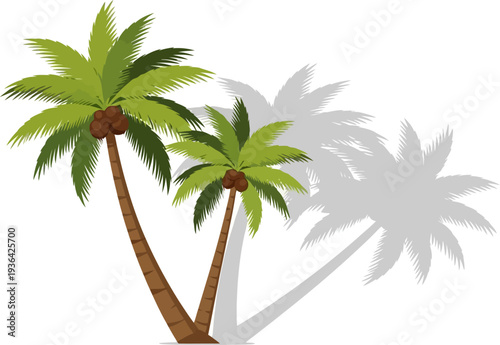 Twin coconut palms casting long shadows on the ground