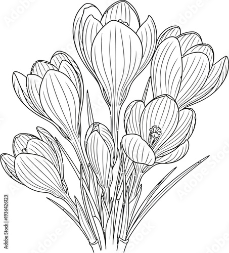 Botanical illustration of a flowering plant