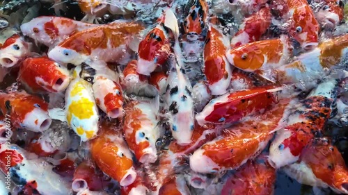 Numerous koi fish are crammed into the pond, waiting to be fed.