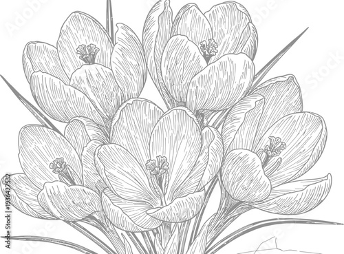 Detailed illustration of a flowering plant with bulbous blooms