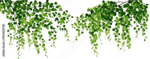 Watercolor illustration of green leafy branches cascading downwards, on a white background