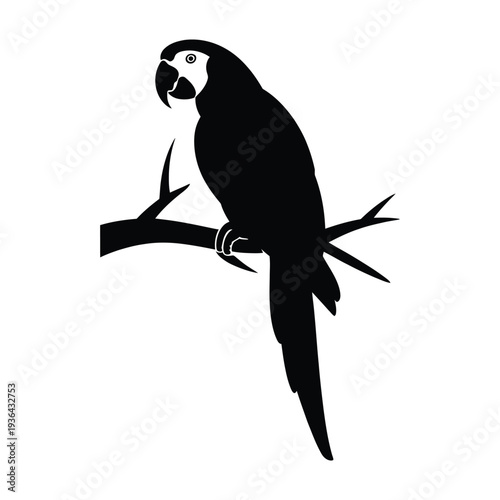 Silhouette of a vibrant macaw perched on a dark branch