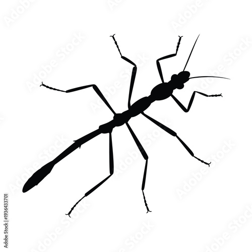 Silhouette of a stick insect against a plain white background