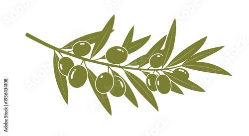 Olive branch with green olives on white background