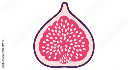 Half fig fruit vector illustration with pink flesh and seeds
