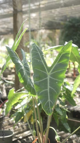 Sunlit close-up of green arrowhead-shaped tropical leaves in a garden, shallow depth of field with soft and natural outdoor background.