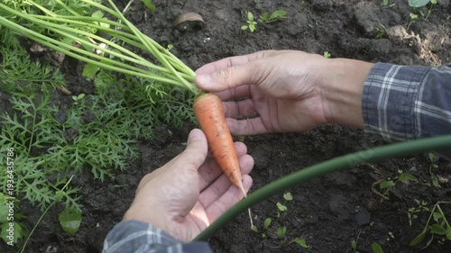 Hands harvesting a fresh carrot from a garden bed, with green tops and dark soil, showing home gardening and organic produce.
