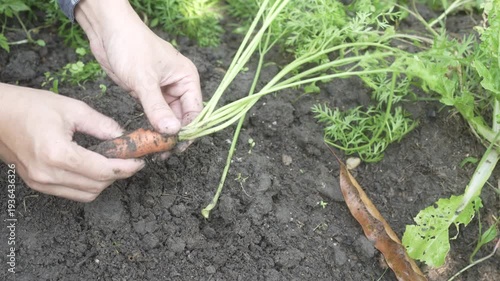 Hands harvesting a fresh carrot from dark soil in a garden bed, with green carrot tops and leafy plants visible, outdoor organic farming and home gardening concept.