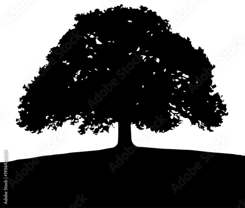 Single Tree on Hill Silhouette Nature Landscape