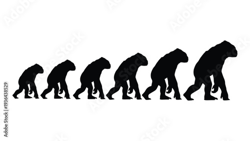 Evolution of a primate in seven stages