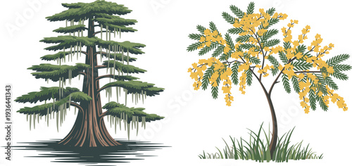 Bald cypress tree in swamp beside mimosa tree with yellow flowers, vector illustration contrasting habitats and botanical diversity