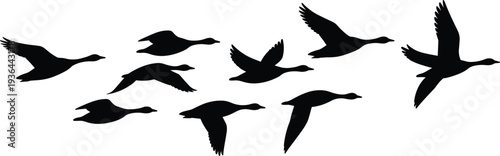 Black silhouette of flock of geese flying in formation, migratory birds wild geese flock soaring across sky during autumn or spring migration