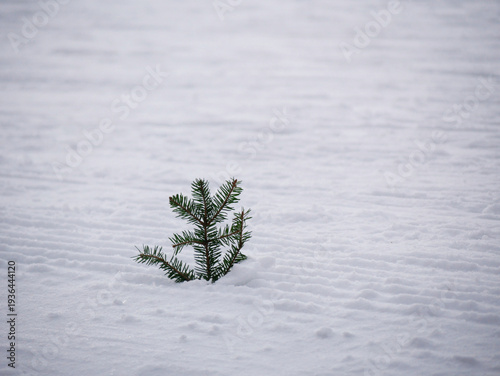small branch of a fir sticking in the white snow indicating a cross country track
