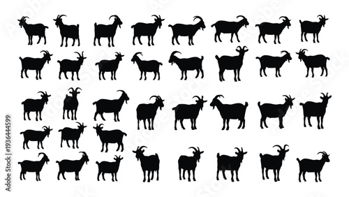 A large group of black sheep standing in rows