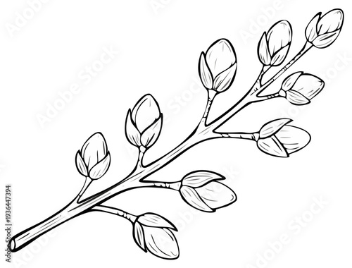 Pussy Willow Branch Line Art Illustration Spring Buds Blooming Hand Drawn Sketch
