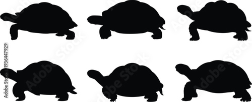 Black tortoise silhouettes in different poses, vector artwork showing shell shapes, limb positions, head directions, animal design illustration