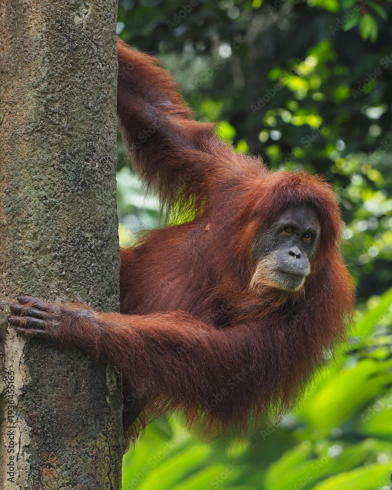 Obraz premium A vibrant orangutan with long, rusty fur clings skillfully to a tree trunk, its soulful eyes looking outward against a blurred green forest canopy., 05 march 2026 Indonesia