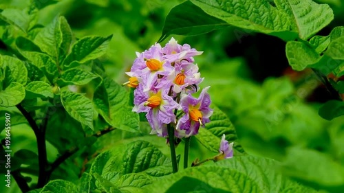 Vibrant purple potato flowers blooming in lush green garden