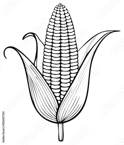 Hand drawn illustration of a ripe ear of corn with green husks and kernels isolated on white