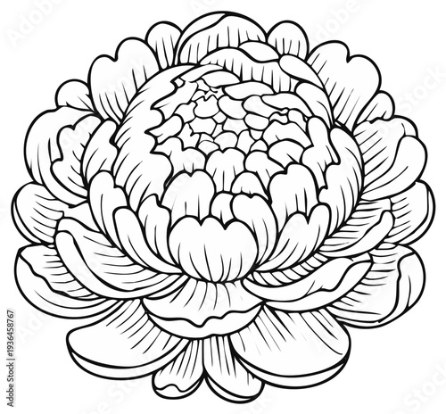Detailed Outline Drawing of a Large Blooming Peony Flower with Many Petals