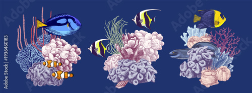 Coral reef groups with fishes