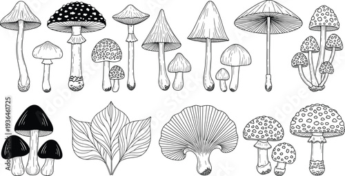 Hand drawn mushroom collection with various forest fungi species and botanical leaf isolated vector set in vintage engraving style line art illustration