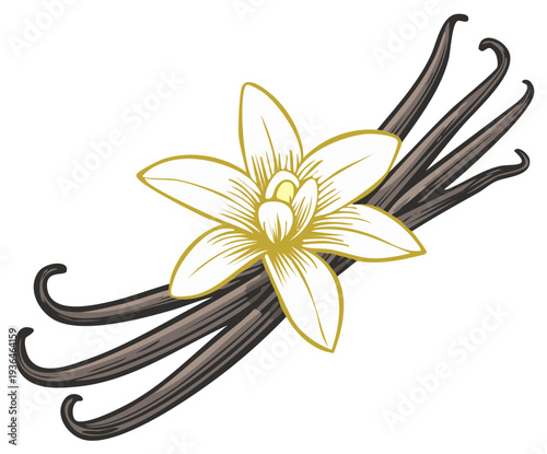 Elegant illustration of vanilla pods and delicate flower, botanical design.
