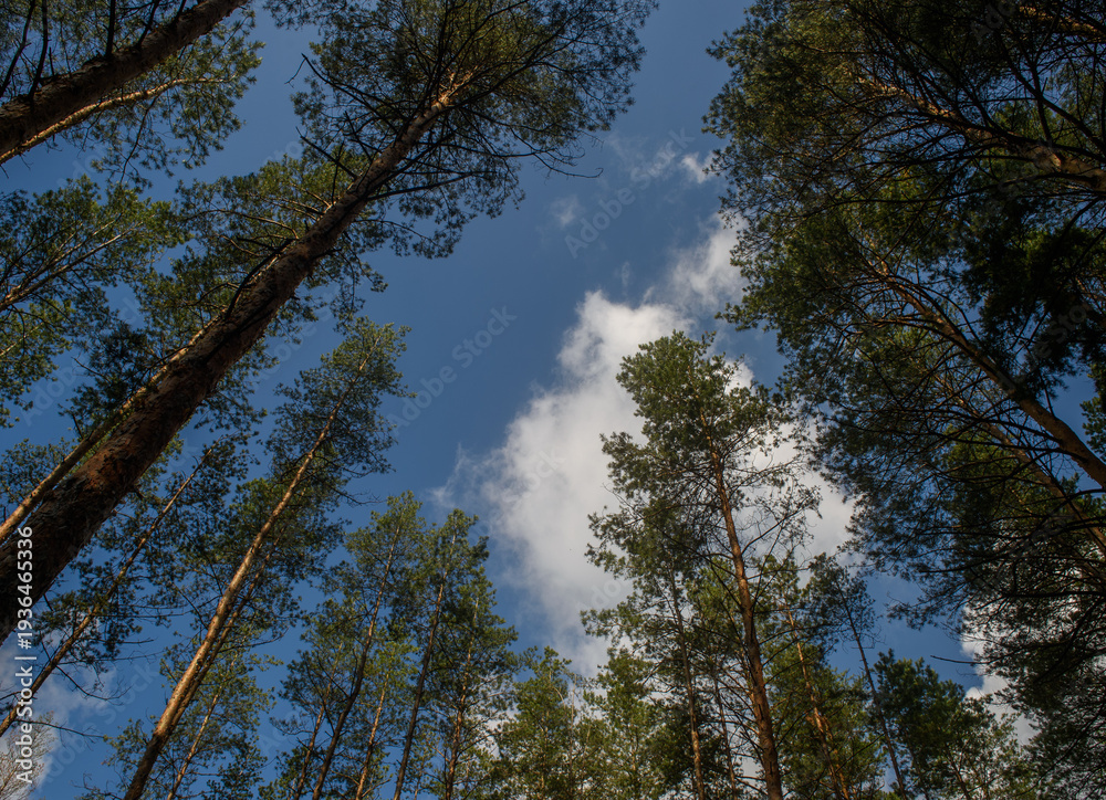 Obraz premium Pine Tops Reaching Blue Sky