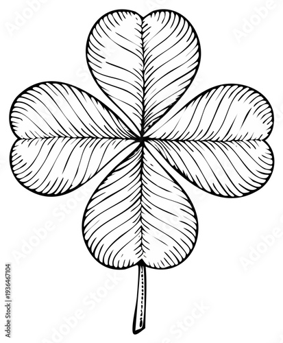 Four leaf clover drawing in black and white, nature symbol of good luck and fortune, botanical illustration