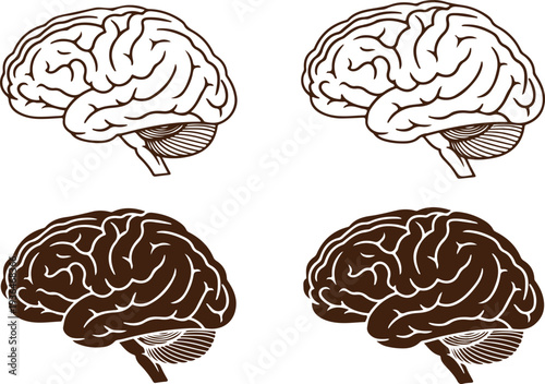 Detailed brain illustrations in black and white for medical and educational use