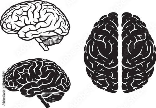 Detailed illustrations of human brains in black and white