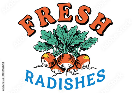 Vibrant fresh radishes illustration. Organic garden produce graphic. Farmers market food design. Healthy raw vegetable logo. Retro farm concept.
