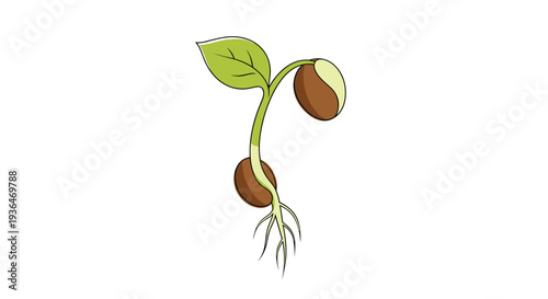 Small green seedling sprouting from a brown bean seed with delicate white roots growing downward into the soil during early development.