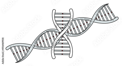 Two DNA double helix strands in grey and red crossing each other to represent genetic engineering, biotechnology, and molecular biology.