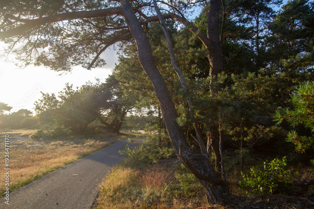 Obraz premium Landscape with sunset on the Veluwe