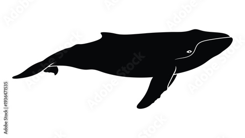 A large black whale swimming in the ocean