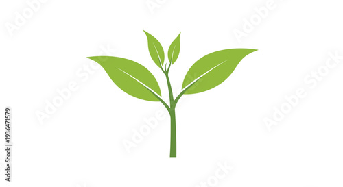 Minimalist illustration of a young green plant sprout with four fresh leaves growing from a central stem representing life and nature.
