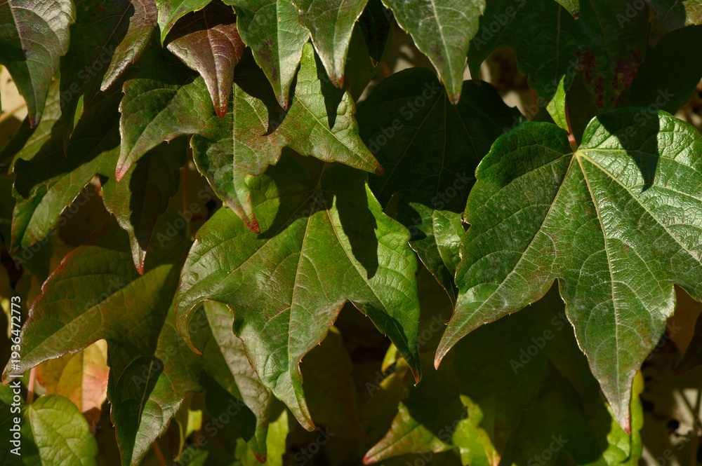 Obraz premium Wild Grape Leaves Close Up