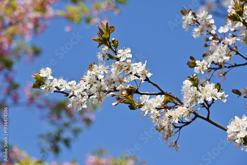 スモモの花