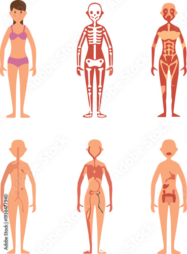 Human anatomy illustration, skeletal muscular nervous circulatory digestive systems, educational medical diagram, internal organs, physiology teaching, healthcare learning resource