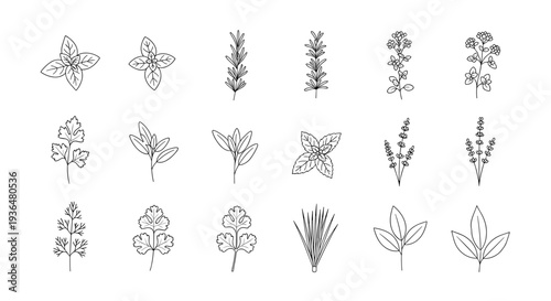 Collection of botanical line art illustrations of various plants and flowers