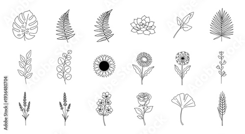 Collection of various handdrawn botanical illustrations and flowers