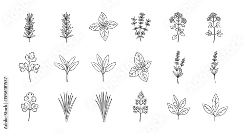 Collection of simple line art floral illustrations for design projects