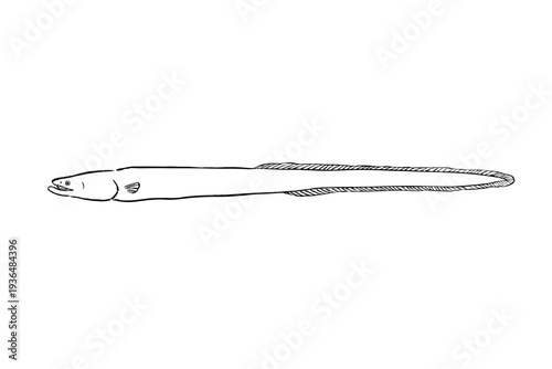 Japanese eel (Anguilla japonica) line art illustration